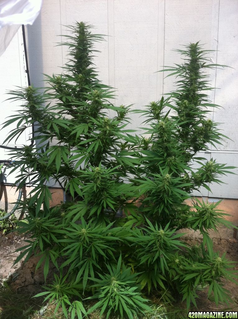 My Outdoor White Rhino &amp; Tootie Fruity