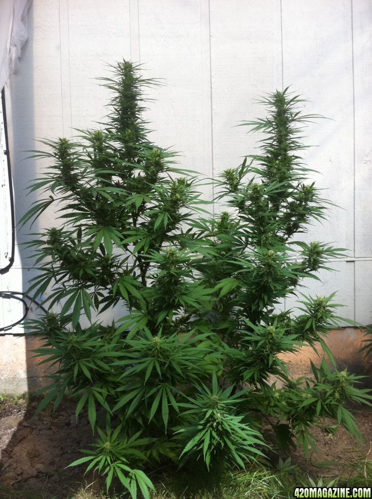 My Outdoor White Rhino &amp; Tootie Fruity