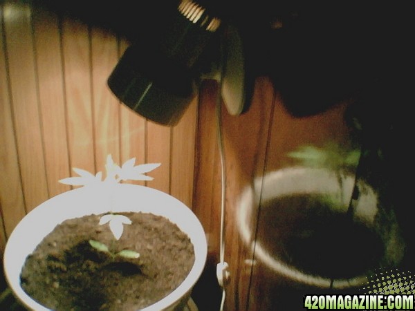 my plant again