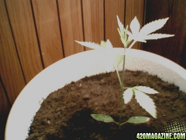 my plant again