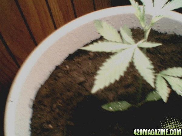 my plant again