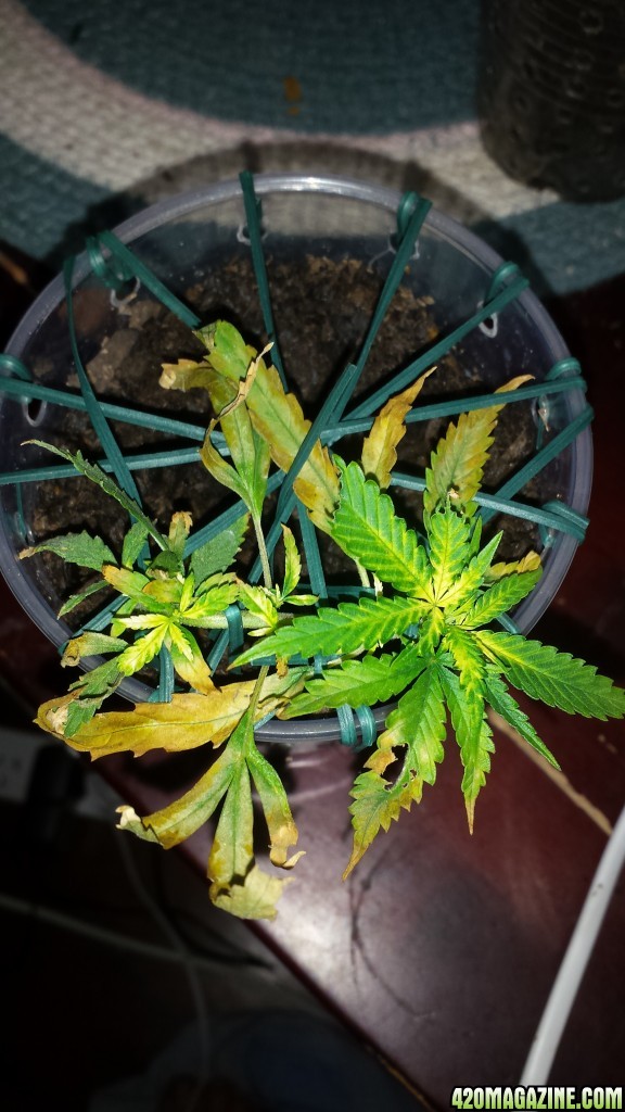 My plant is sick, any tips for diagnosing?