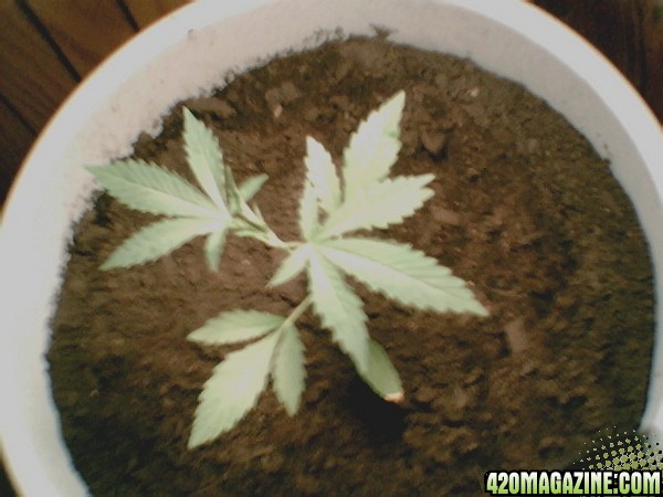 my plant