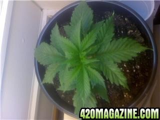 My Plant