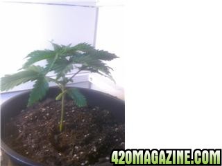 My Plant