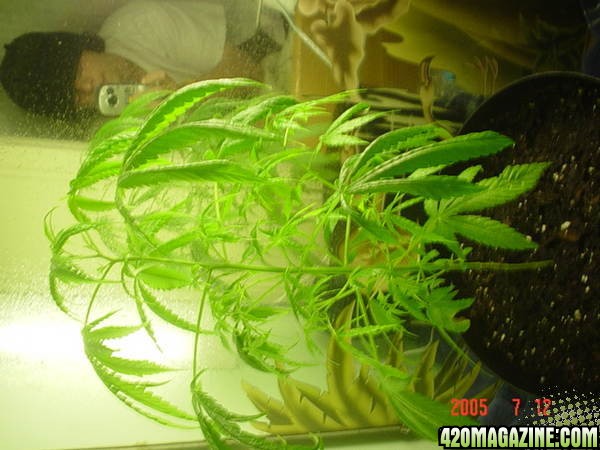 my plant