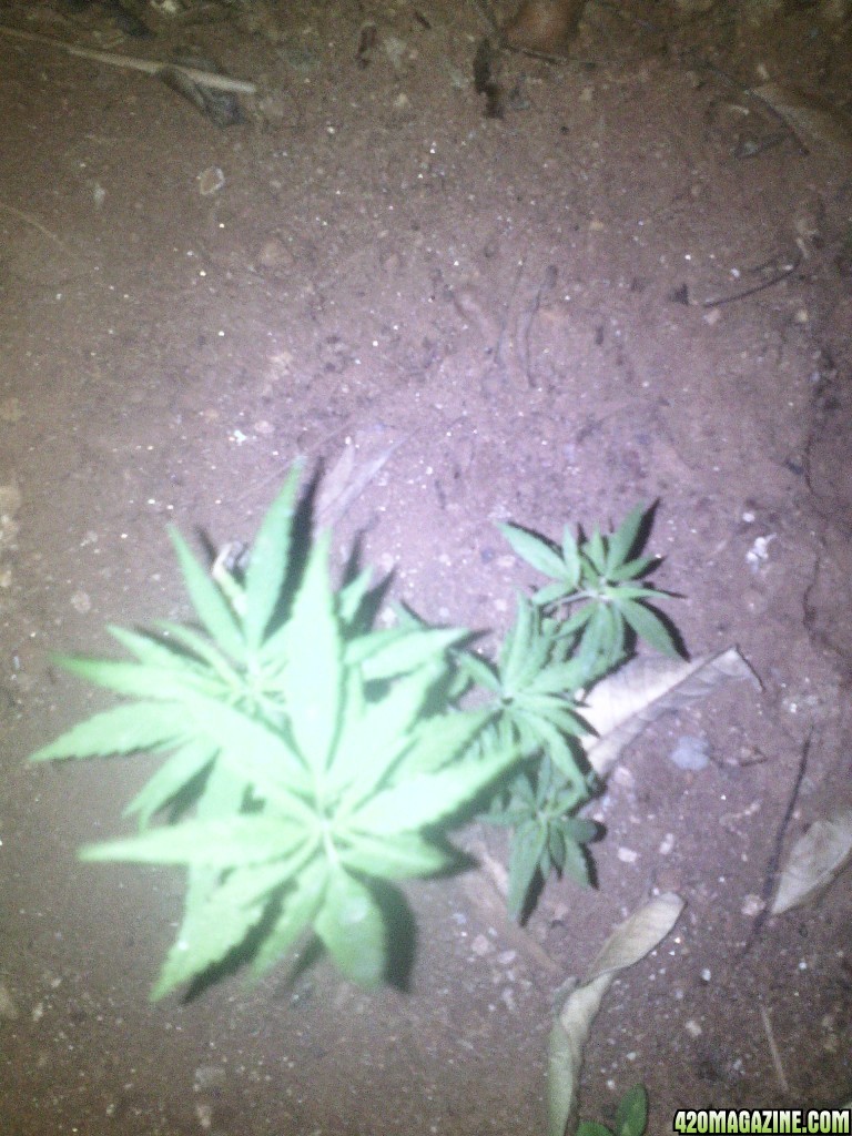 My plants