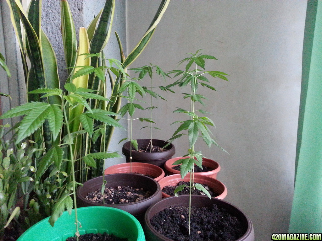 my plants