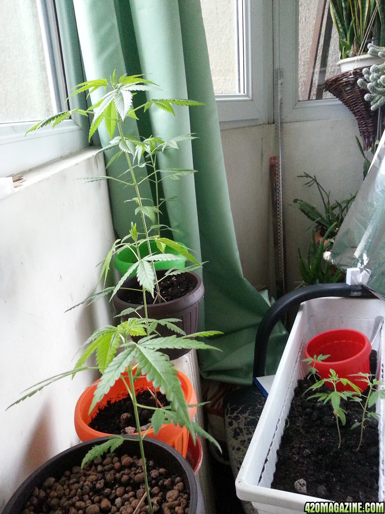 my plants