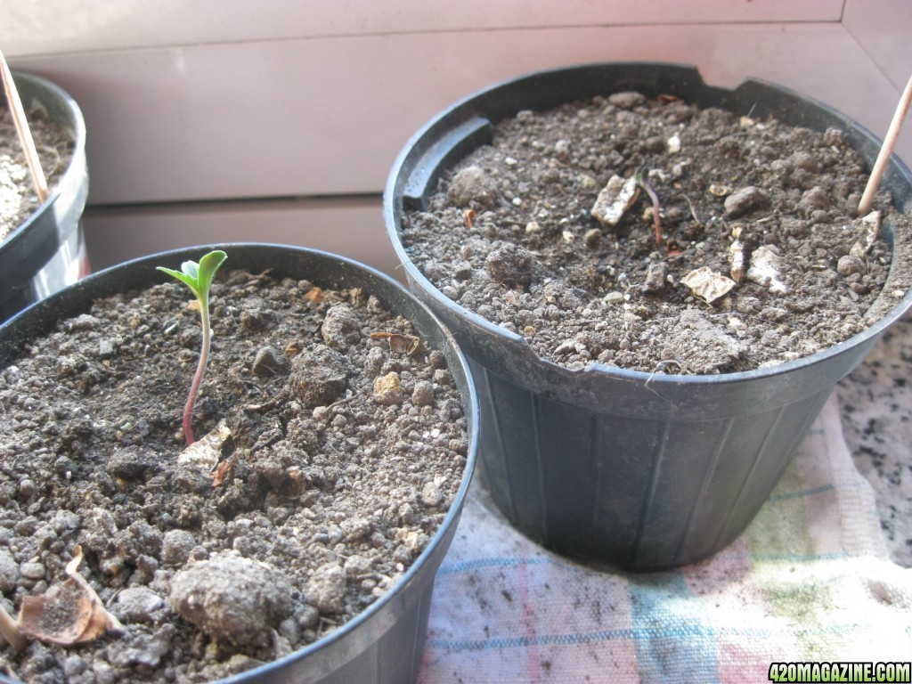 My seedlings / 1st week outdoor