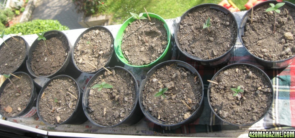 My seedlings / 1st week outdoor