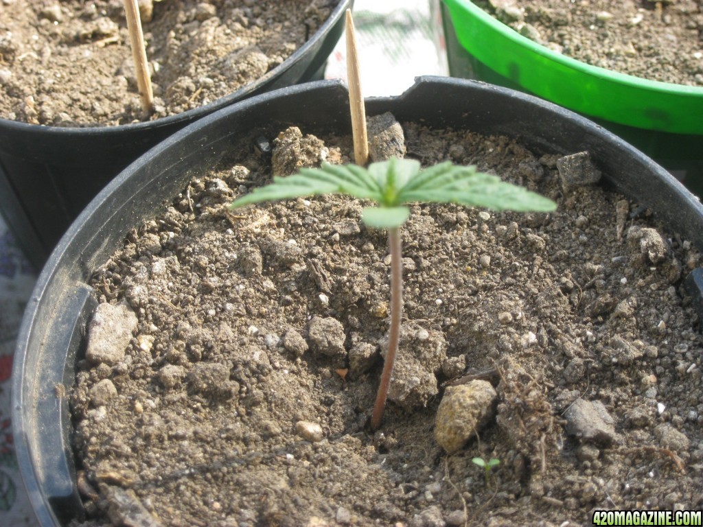 My seedlings / 1st week outdoor