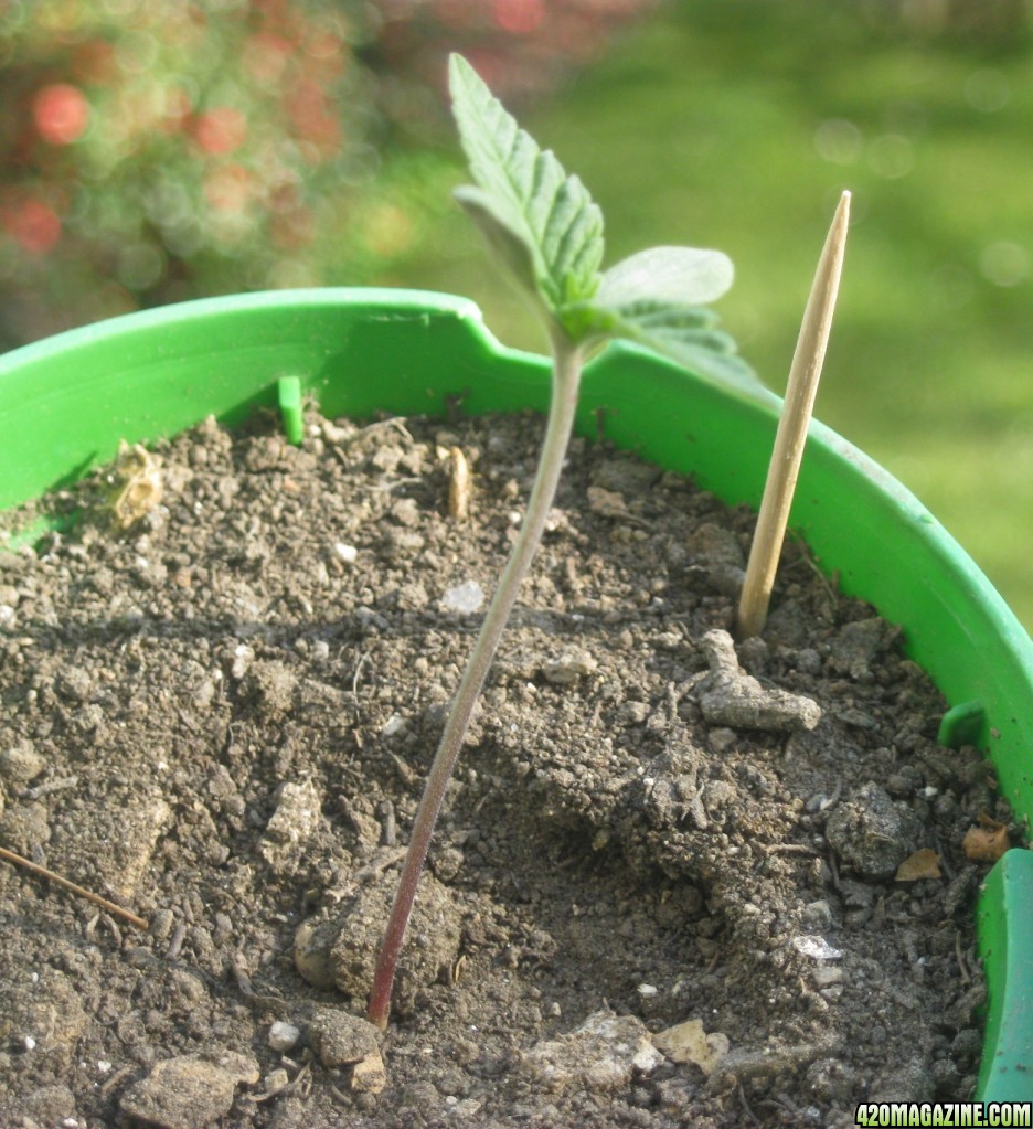 My seedlings / 1st week outdoor