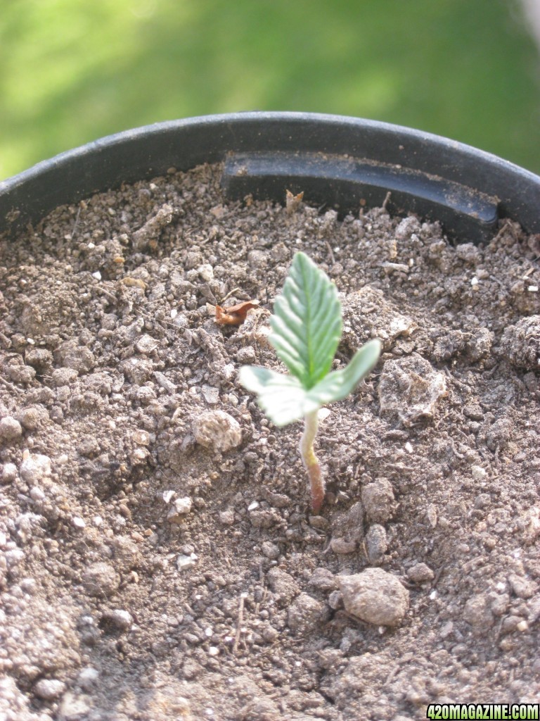 My seedlings / 1st week outdoor