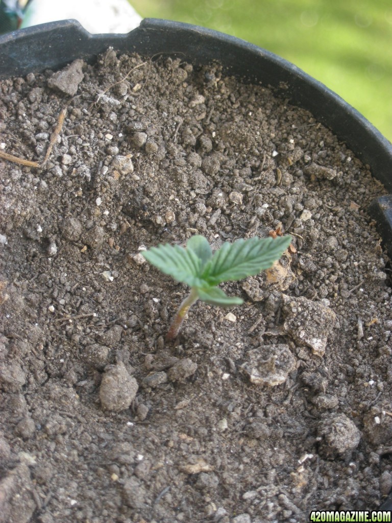 My seedlings / 1st week outdoor