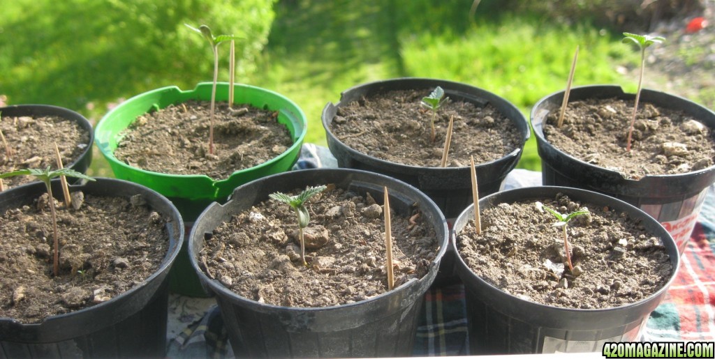 My seedlings / 1st week outdoor