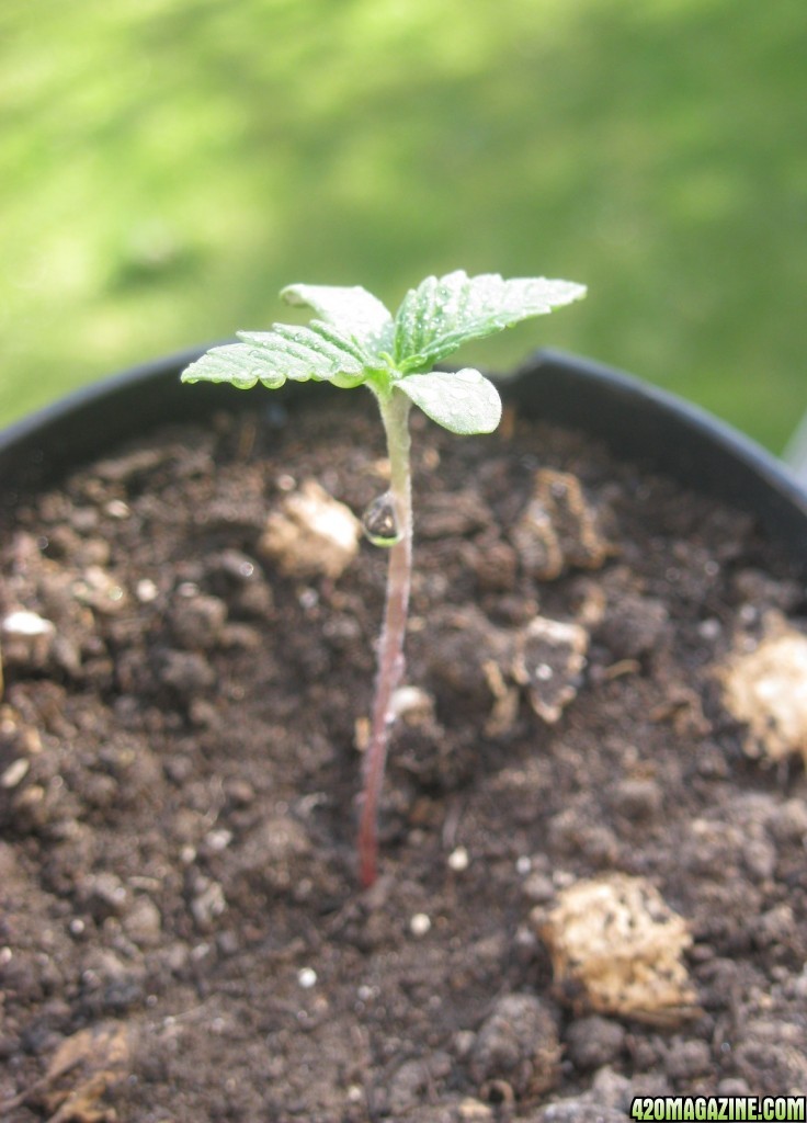 My seedlings / 1st week outdoor