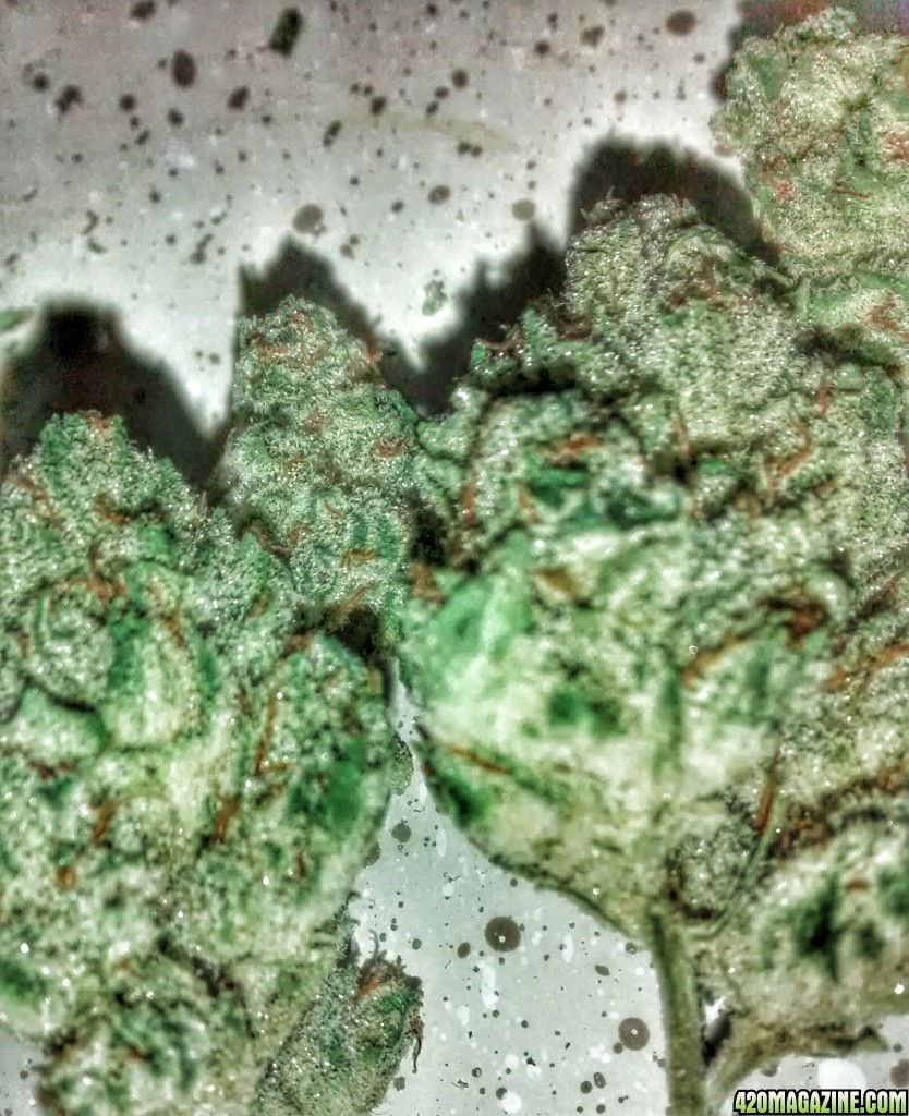 My SkywalkerOG