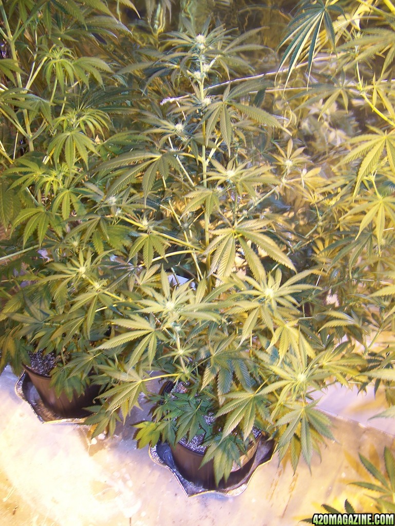 My soil grow 3 wks into flower Cheese on right