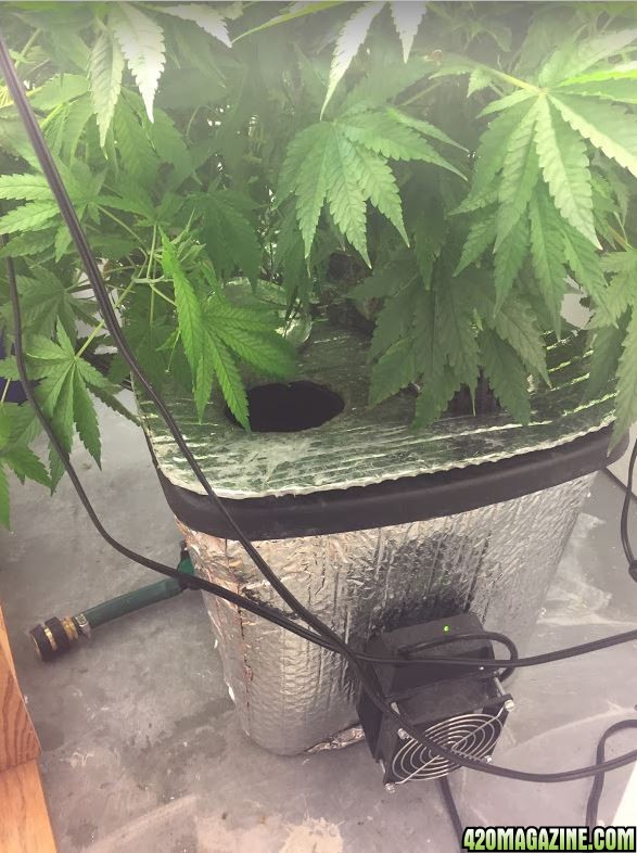 My Stealth Grow Room