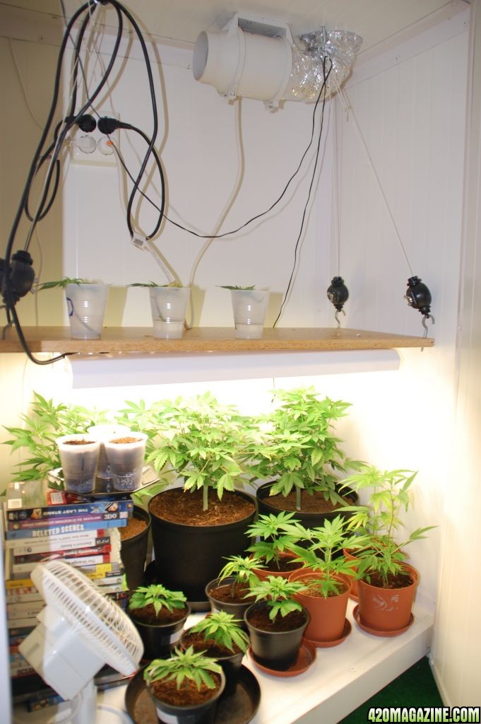 My veg room