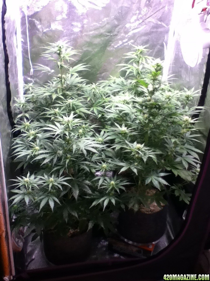 My White Widow Auto Flower Grow at 39 days from seed