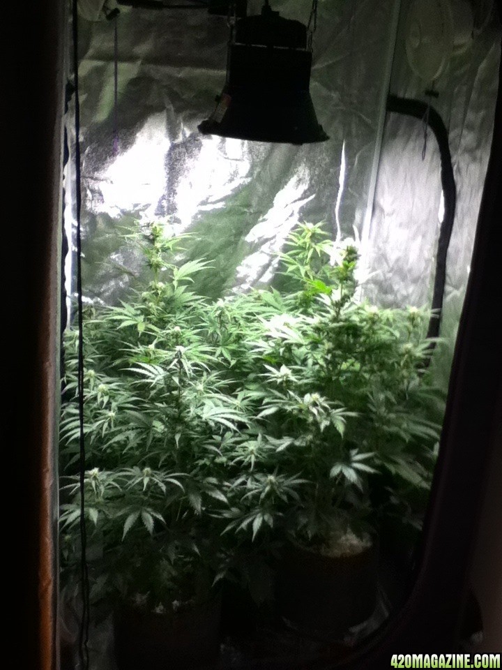 My White Widow Auto Flower Grow at 39 days from seed