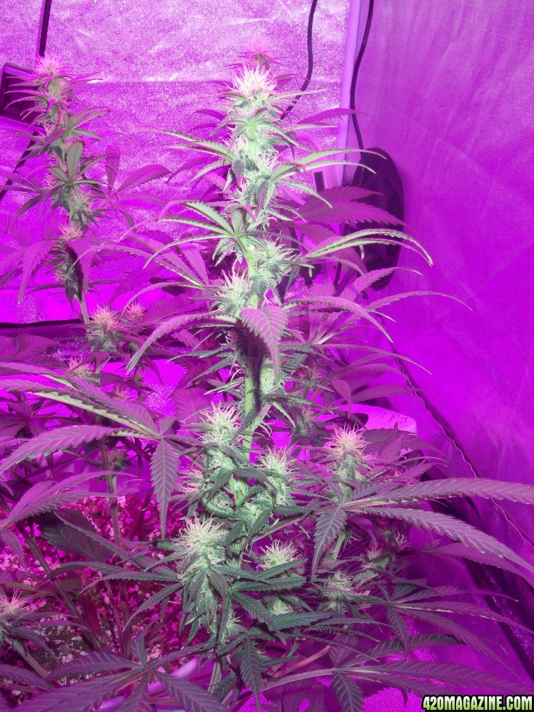 my_grow_3731