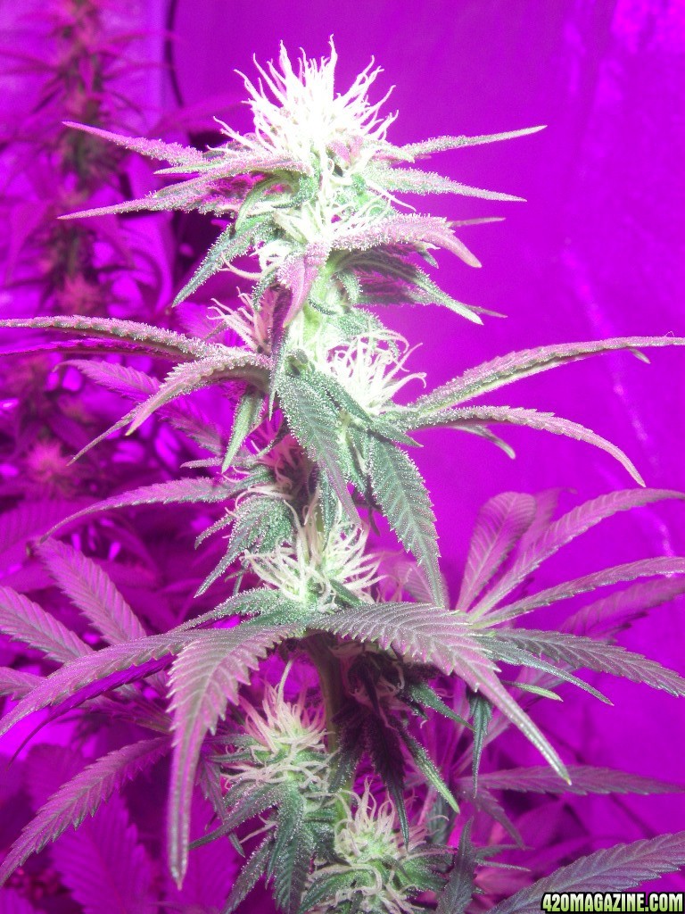 my_grow_3771