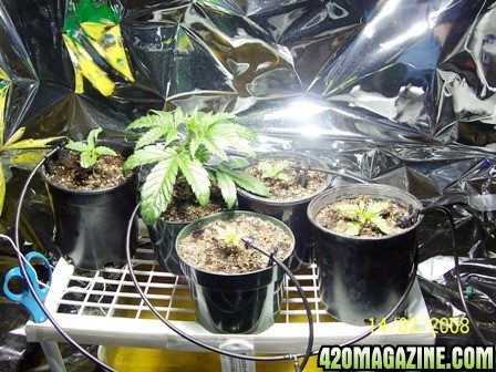 My_Grow_room2