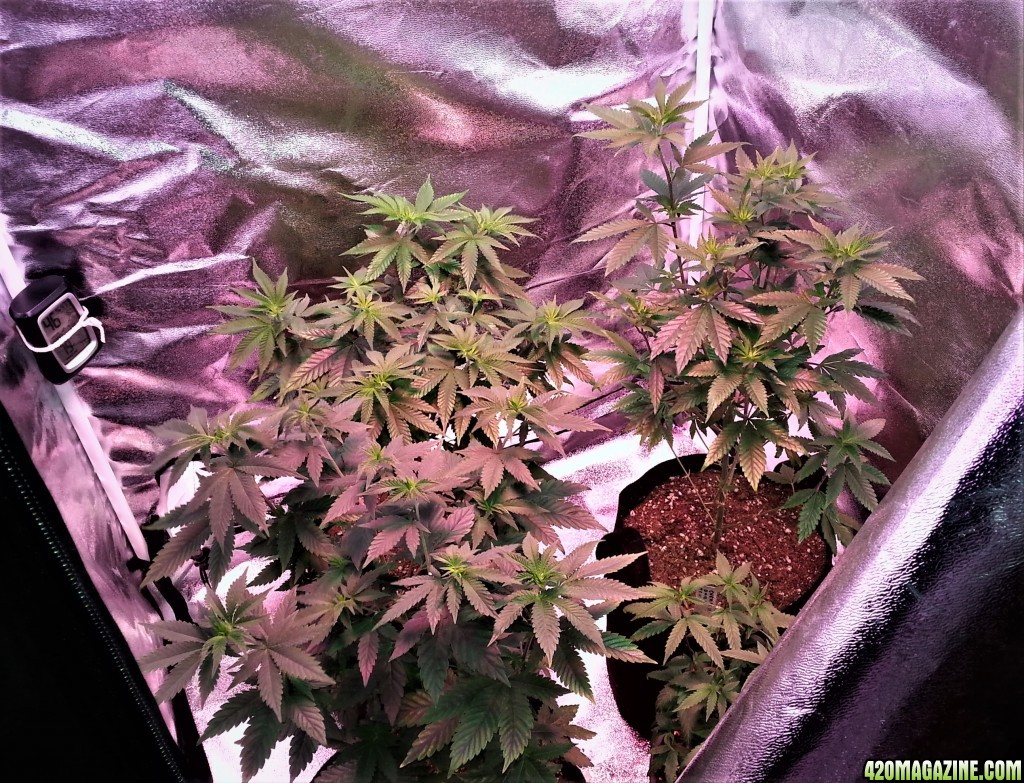 Myco-Tek Seed Co. Gorilla Dawg front, Hell Monkey left rear, Chem91ix right