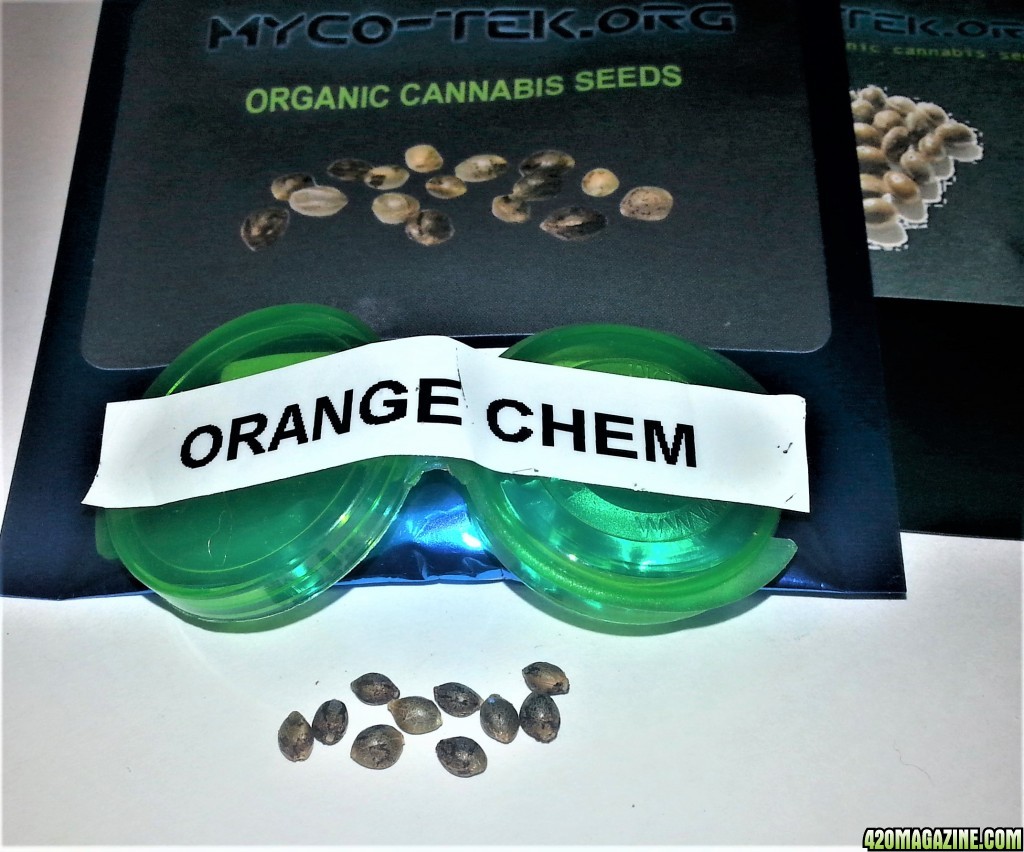 Myco-Tek Seed Co. - Orange Chemeleon