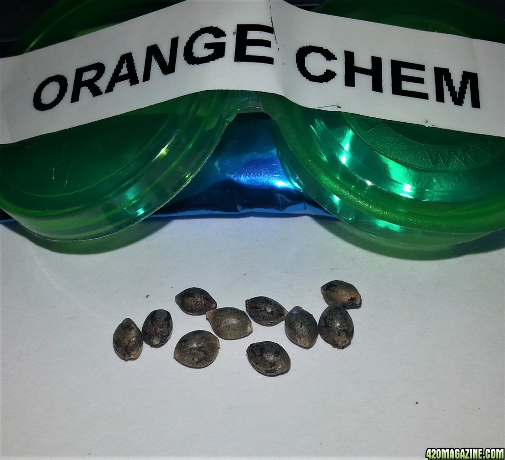 Myco-Tek Seed Co. - Orange Chemeleon