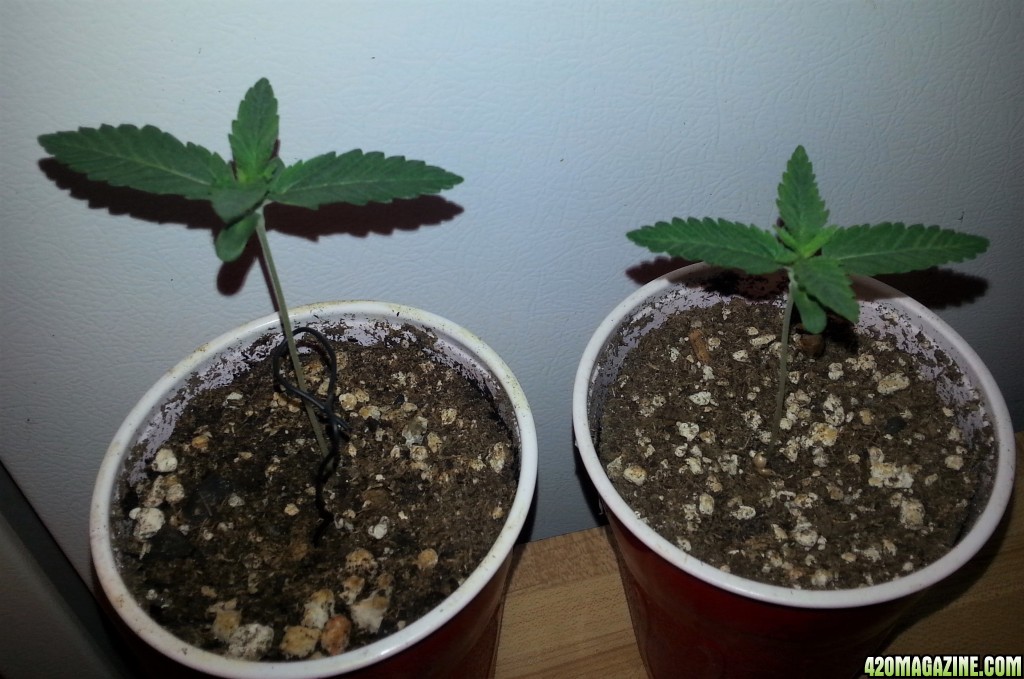 Myco-Tek Seeds - Gorilla Dawg F1 (left) Hell Monkey (right)