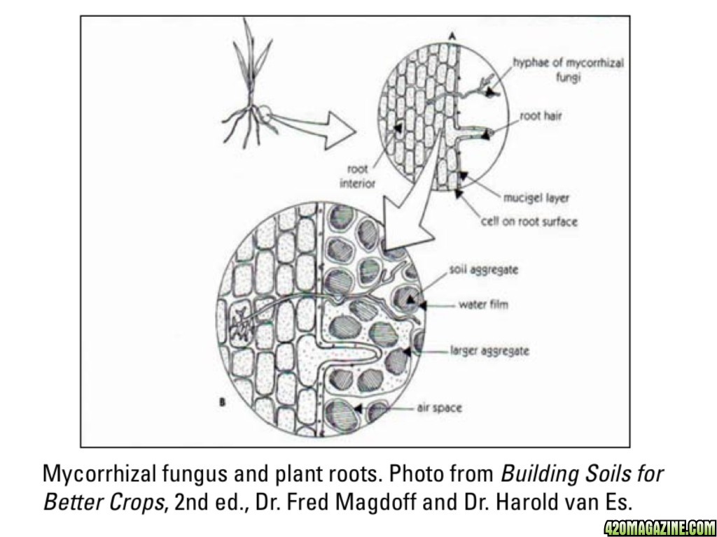 Mycorrhizal fungi