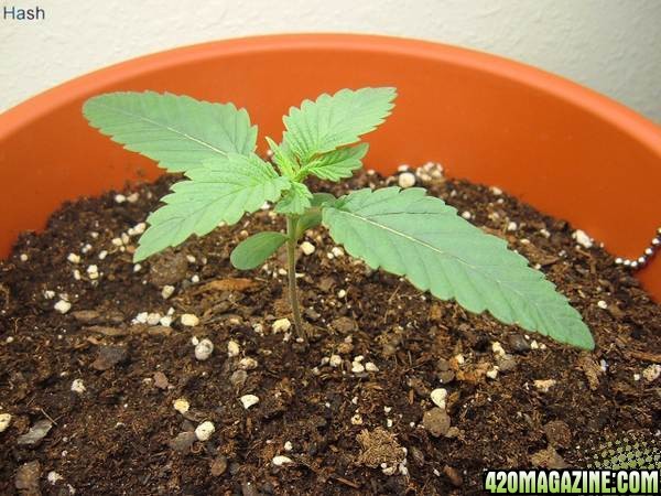 MyGrow3