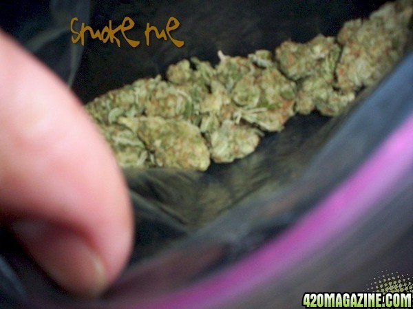 Mykeo's bud