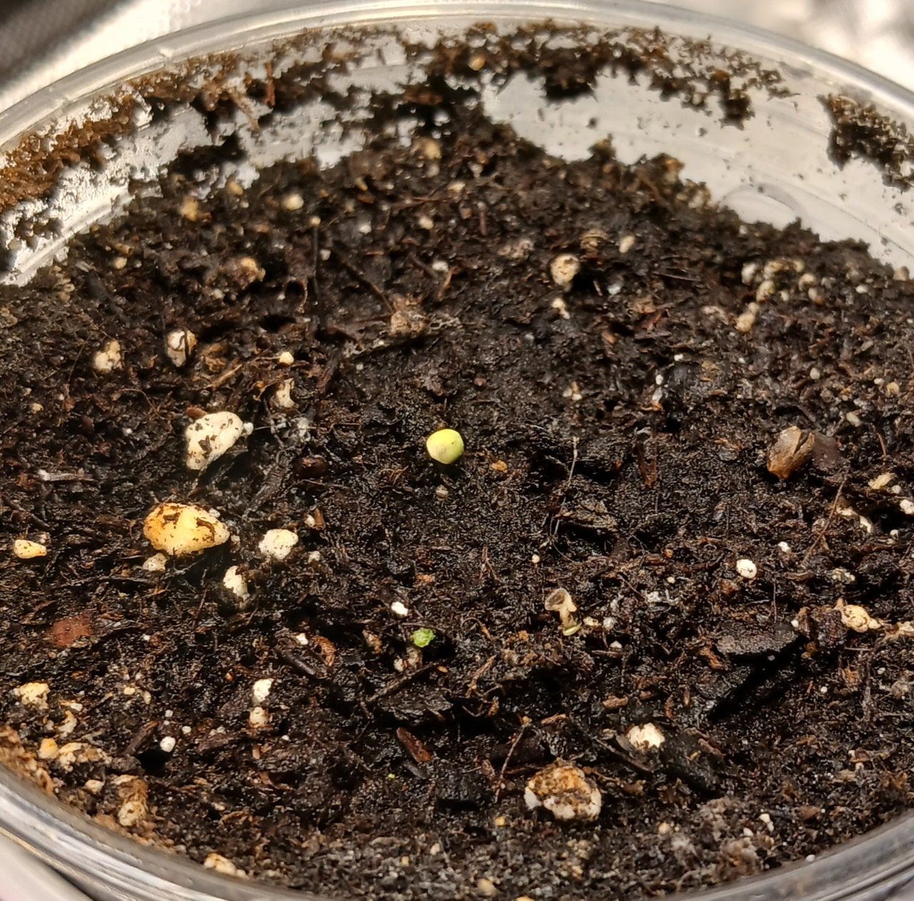 Mystery bean 17 December 2024.jpg