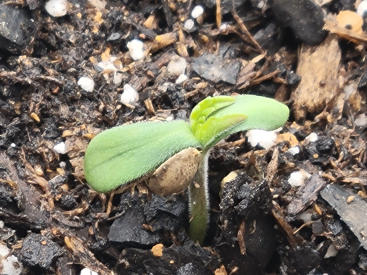 Mystery bean