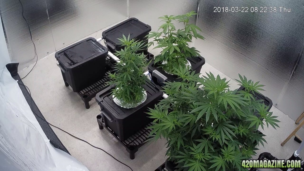 mystery clones