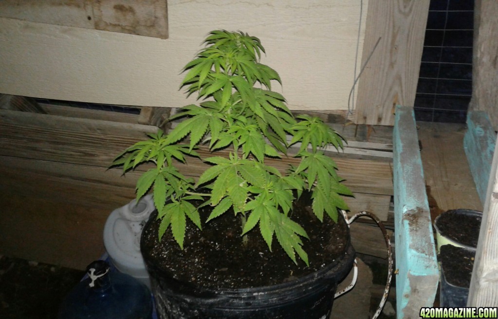 Mystery plant 2