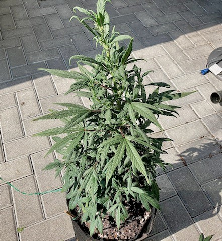 mystery plant on 3 25.jpg