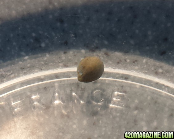 Mystery seed in bowl day 3