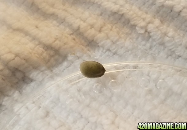 Mystery seed still