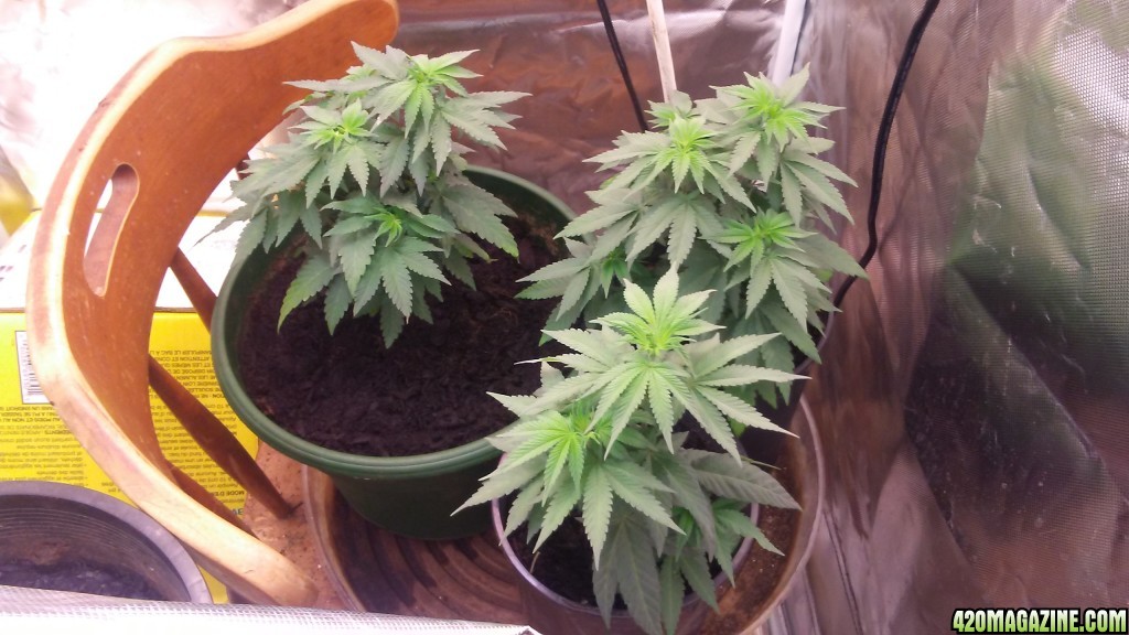 Mystery Seeds - Flower Day 1 (Day 47)