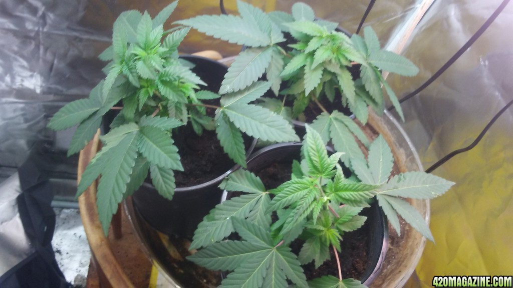 Mystery Seeds - Veg Day 26 - Clones Taken from Bottom Plant