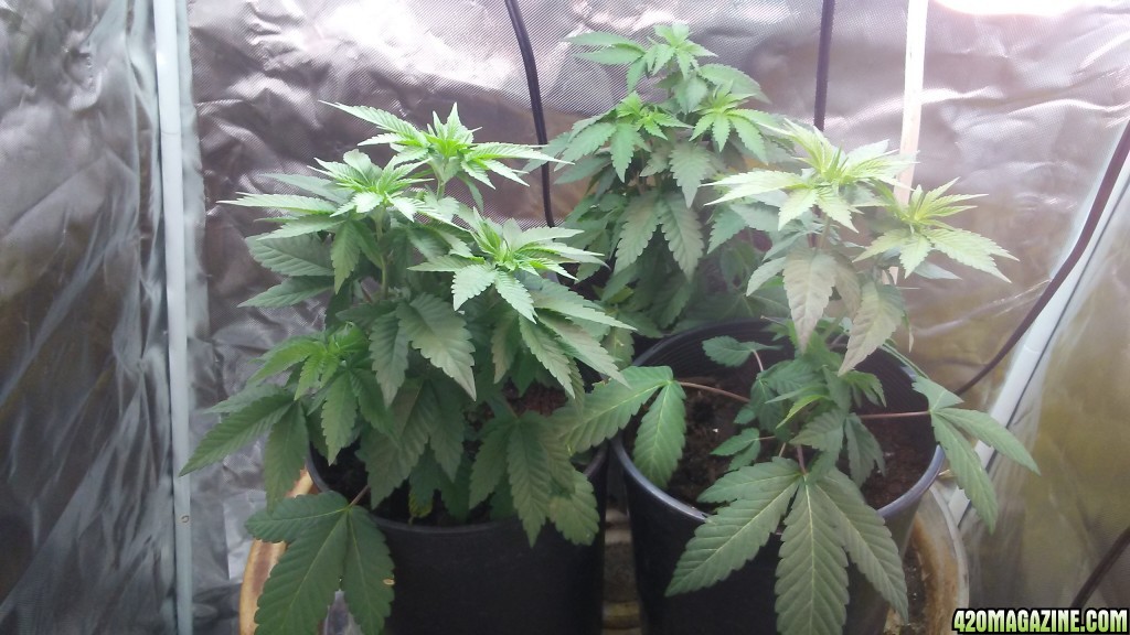 Mystery Seeds Veg Day 36 - New Clones