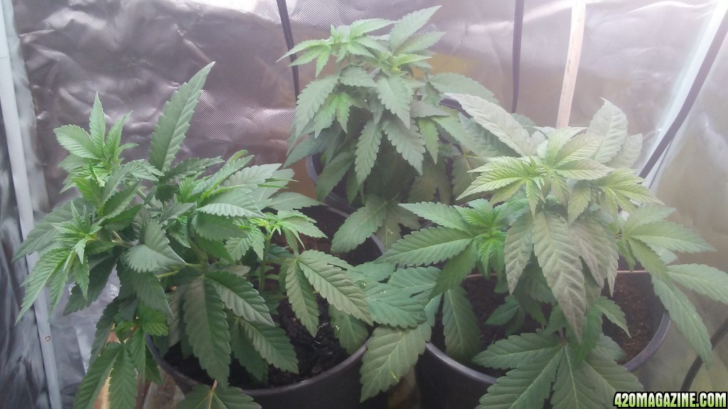 Mystery Seeds Veg Week 4 Day 4