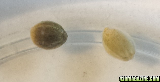 Mystery seeds