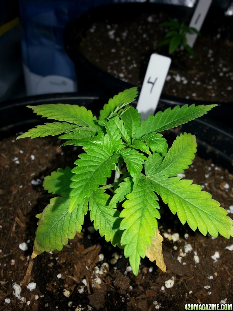 N deficiency?